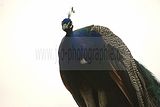 leipzig zoo-01_07_2011_zoo_allgemein_389